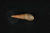 藏品(錐蜷)的圖片